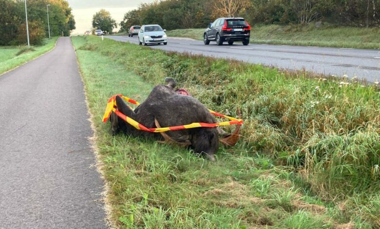 حادث اصطدام بأيل على طريق سويدي - صورة أرشيفية
