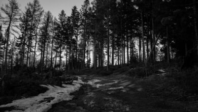 غابة في النرويج - صورة تعبيرية لحادث Halden