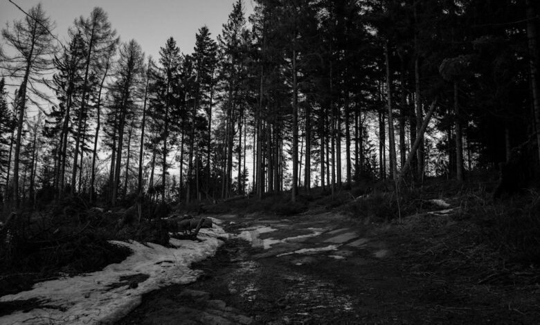 غابة في النرويج - صورة تعبيرية لحادث Halden